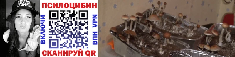 Псилоцибиновые грибы Psilocybe  Трёхгорный 